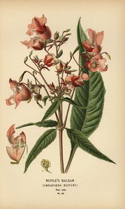 Impatiens roylei da Désiré Georges Jean Marie Bois