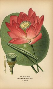 Nelumbo nucifera da Désiré Georges Jean Marie Bois
