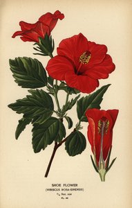 Fiore di scarpa o rosa cinese, Hibiscus rosa-sinensis