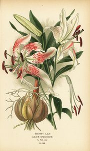 Lilium speciosum. Cromolitografia da un