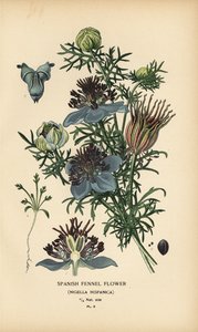 Nigella hispanica