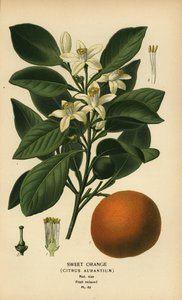 Arancia dolce, Citrus x aurantium da Désiré Georges Jean Marie Bois
