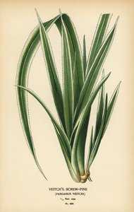 Pandanus tectorius (Pandanus veitchii). Cromolitografia da un