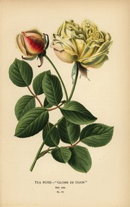 Ibrido di rosa tea, Gloire de Dijon, Rosa × odorata da Désiré Georges Jean Marie Bois