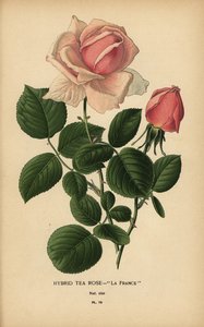 Ibrido di rosa tea, La France, Rosa × odorata