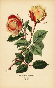 Ibrido di rosa tea, Safrano, Rosa × odorata