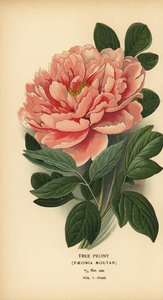 Peonia arborea da Désiré Georges Jean Marie Bois