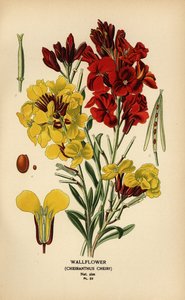 Violacciocca, Erysimum × cheiri da Désiré Georges Jean Marie Bois