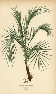 Palma di Weddell, Lytocaryum weddellianum, pianta giovane (Cocos weddeliana). Cromolitografia da un