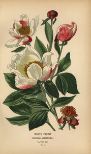 Peonia bianca, Paeonia lactiflora da Désiré Georges Jean Marie Bois