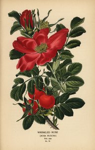 Rosa rugosa da Désiré Georges Jean Marie Bois