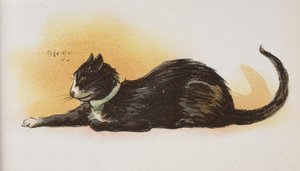 Un gatto