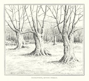 Monkswood, Foresta di Epping