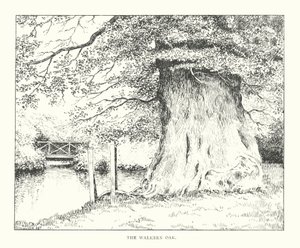 La quercia di Walkern