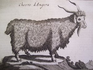 Capra d