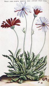 Bellis Afric: ... da Dutch School