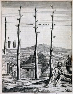Alberi da frutto, da De Nederlandze Hesperides di Jan Commelin, pubblicato nel 1676 da Dutch School