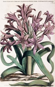 Lillio-Narciso