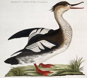 Mergus Serrator, Femmina da Dutch School
