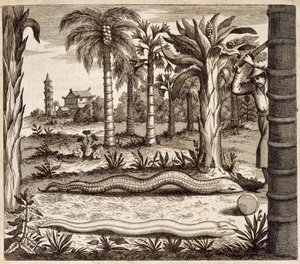 Il serpente di pietra, da China Illustrata di Athanasius Kircher (1601-80) 1667