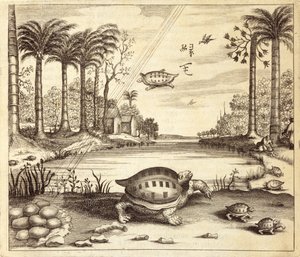 Uova di tartaruga che si schiudono, da China Illustrata di Athanasius Kircher (1601-80) 1667 da Dutch School