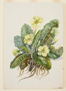 Primula vulgaris Huds Primula, c1920s da EF Crowley