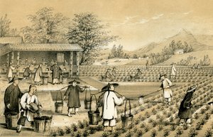 Cultura e preparazione del tè, Cina, 1847 da E Gilks