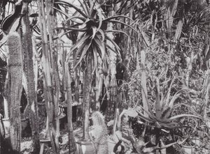 Giardini di Kew, c.1900 da E. J. Wallis