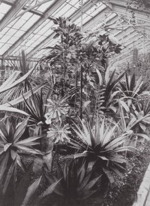 Giardini di Kew, c.1900 (foto in b/n)