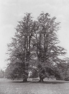 Giardini di Kew