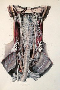 Sezione trasversale del collo, tavola da 