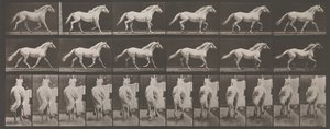 Locomozione animale. Un