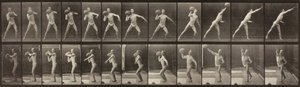 Locomozione Animale, Tavola 319 da Eadweard Muybridge