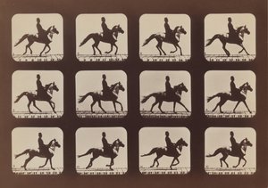 Atteggiamenti degli animali in movimento da Eadweard Muybridge