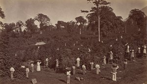 Raccolta del caffè, Las Nubes-Guatemala, 1875 da Eadweard Muybridge