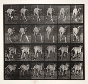 Dread Trotting, 1887 da Eadweard Muybridge