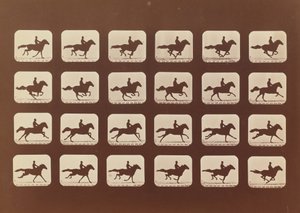 Cavalli in corsa. Phyrne L. No. 40, 1879 da Eadweard Muybridge
