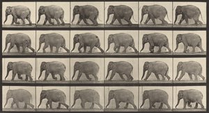 Tavola numero 733. Elefante che cammina, 1887 da Eadweard Muybridge
