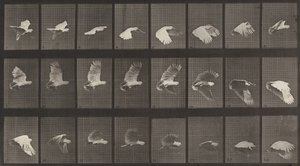 Tavola numero 758. Cacatua in volo