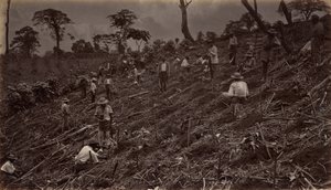 Impianto di una piantagione di caffè ad Antigua de Guatemala da Eadweard Muybridge