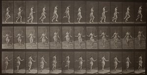 Locomozione animale, tavola 174 da Eadweard Muybridge