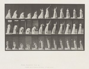 Locomozione animale, Tavola 305 da Eadweard Muybridge