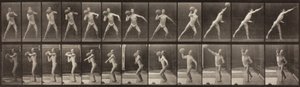 Locomozione animale, Tavola 319, 1887 da Eadweard Muybridge