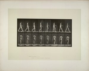 Locomozione animale: bacino maschile con tessuto da Eadweard Muybridge