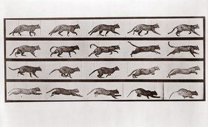 Gatto che trotta e galoppa, Tavola 717 da Animal Locomotion, 1887 da Eadweard Muybridge