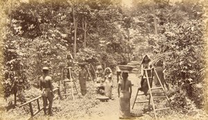 Raccolta del caffè a San Isidro, altitudine di 1.000 piedi, Guatemala da Eadweard Muybridge