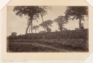 Piantagione di caffè a Las Nubes, Guatemala da Eadweard Muybridge