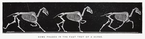 Eadweard Muybridge: Alcune fasi del trotto veloce di un cavallo da Eadweard Muybridge