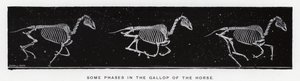 Eadweard Muybridge: Alcune fasi del galoppo del cavallo