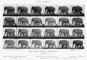 Eadweard Muybridge: L